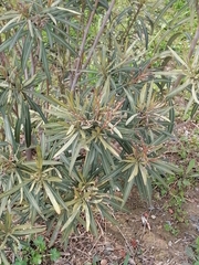 Nerium oleander