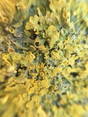 Xanthoria parietina