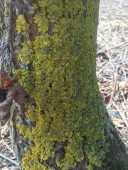 Xanthoria parietina