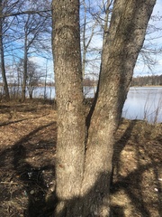Alnus incana