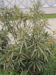 Nerium oleander