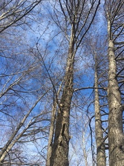 Alnus incana