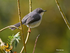 Apalis cinerea cinerea