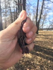 Alnus incana