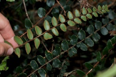 Pellaea rotundifolia