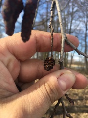Alnus incana