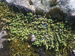 Sedum acre