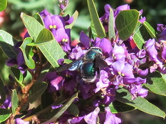 Xylocopa bombylans