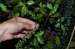 Pellaea rotundifolia
