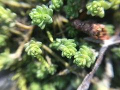 Sedum acre