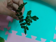 Zanthoxylum beecheyanum