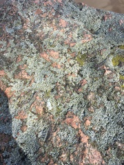 Physciaceae
