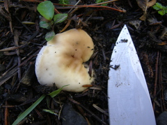 Boletus semigastroideus