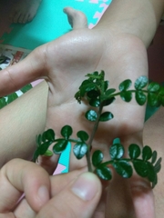 Zanthoxylum beecheyanum