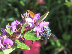 Xylocopa bombylans