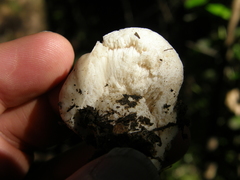 Boletus semigastroideus