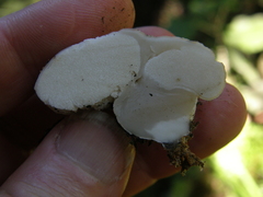 Boletus semigastroideus