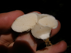 Boletus semigastroideus