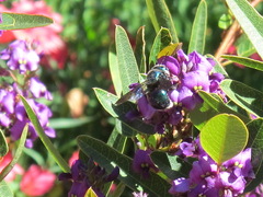 Xylocopa bombylans
