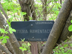 Petteria ramentacea