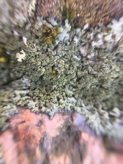 Physciaceae