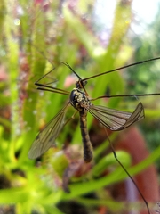 Tipulinae