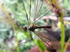 Tipulinae