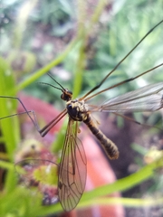 Tipulinae