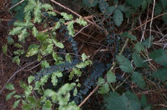 Pellaea rotundifolia