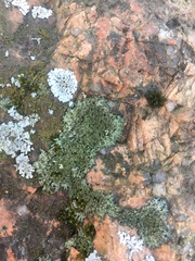Physciaceae