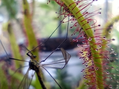 Tipulinae