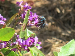 Xylocopa bombylans