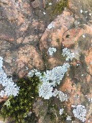 Physciaceae