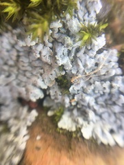 Physciaceae