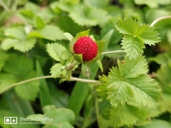 Potentilla hebiichigo