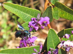 Xylocopa bombylans