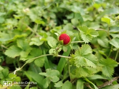 Potentilla hebiichigo