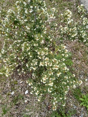 Osmanthus × burkwoodii