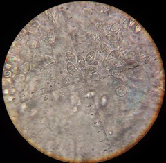 Boletus semigastroideus