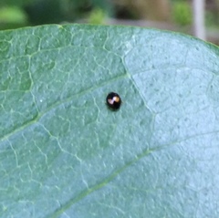 Serangium maculigerum
