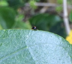 Serangium maculigerum