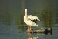 Pelecanus erythrorhynchos