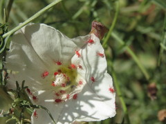 Balaustium