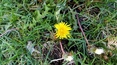 Taraxacum