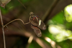 Heliconius ricini ricini