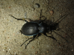Carabus convexus