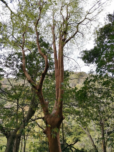 Stewartia monadelpha, photograph 6