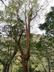 Stewartia monadelpha, photograph harum.koh, CC BY-SA, iNaturalist via GBIF
