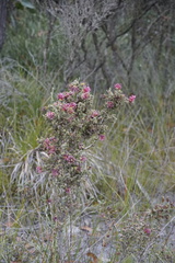 Melaleuca anisandra
