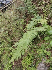 Dryopteris commixta